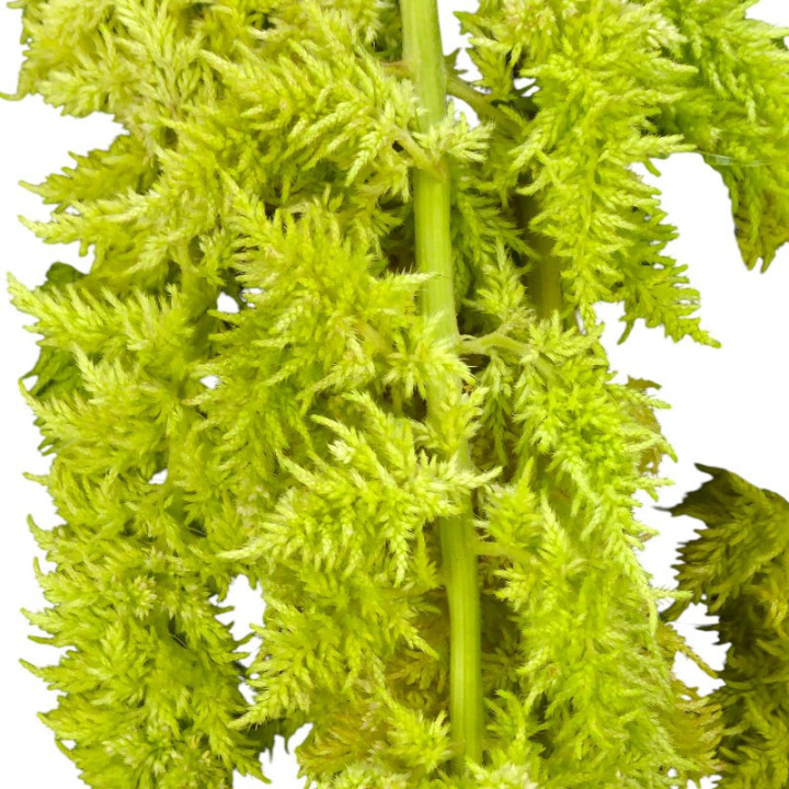AMARANTHUS GREEN SPIDER 752