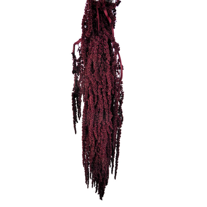 AMARANTHUS PRESERVADO GRANATE1