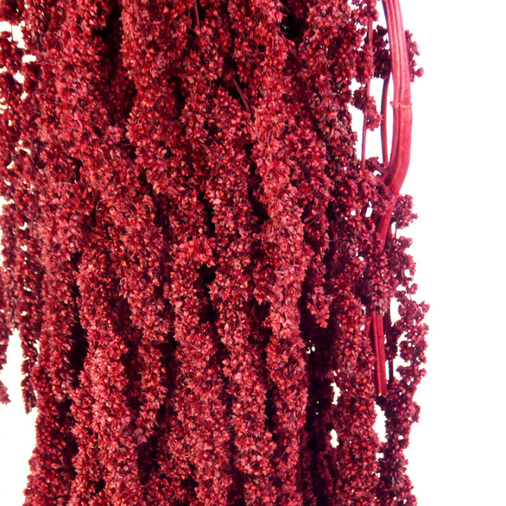 AMARANTHUS PRESERVADO GRANATE2