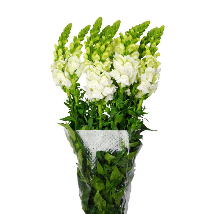 ANTIRRINO ANTIBES WHITE 751