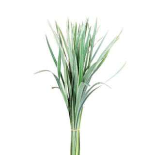 T-GRASS BIC.1