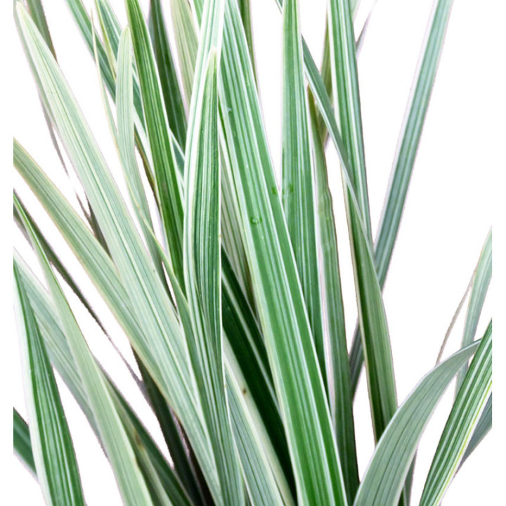 T-GRASS BIC.2