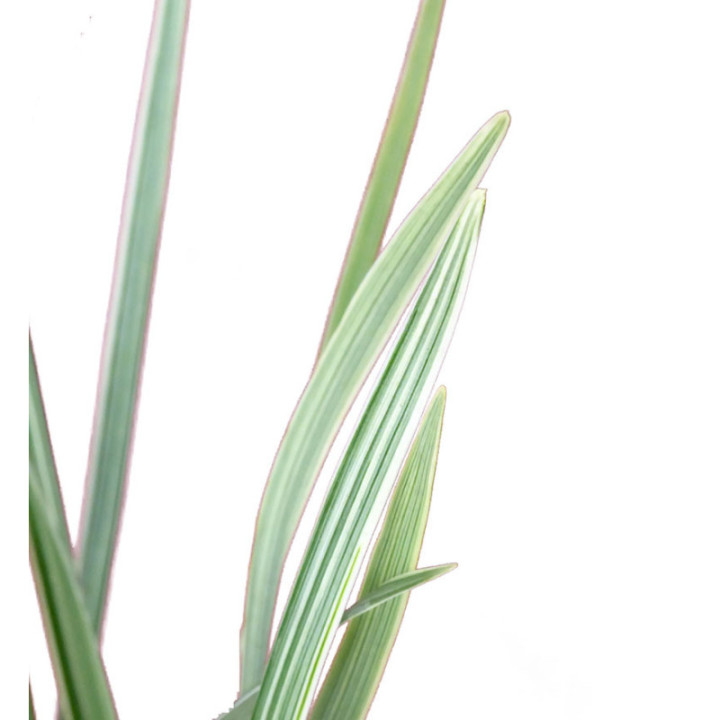 T-GRASS BIC.3