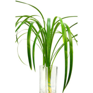 T-GRASS1