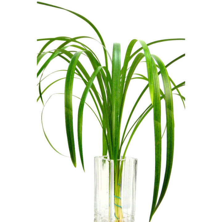 T-GRASS1