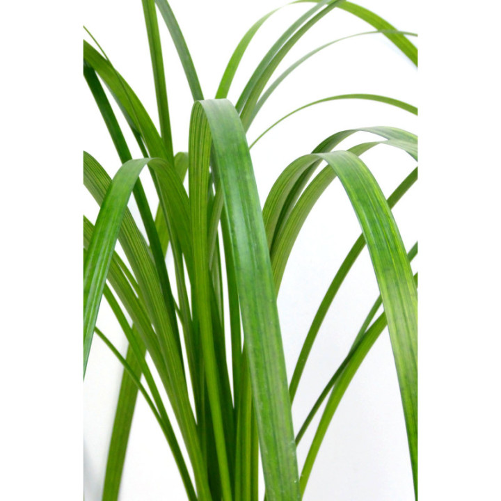 T-GRASS2