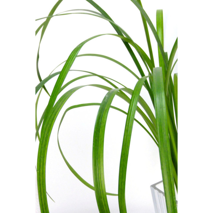 T-GRASS3