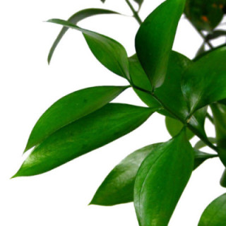 RUSCUS 70cm1