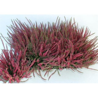 PL. CALLUNA GARDEN GIRLS ATHEN 25CM X81