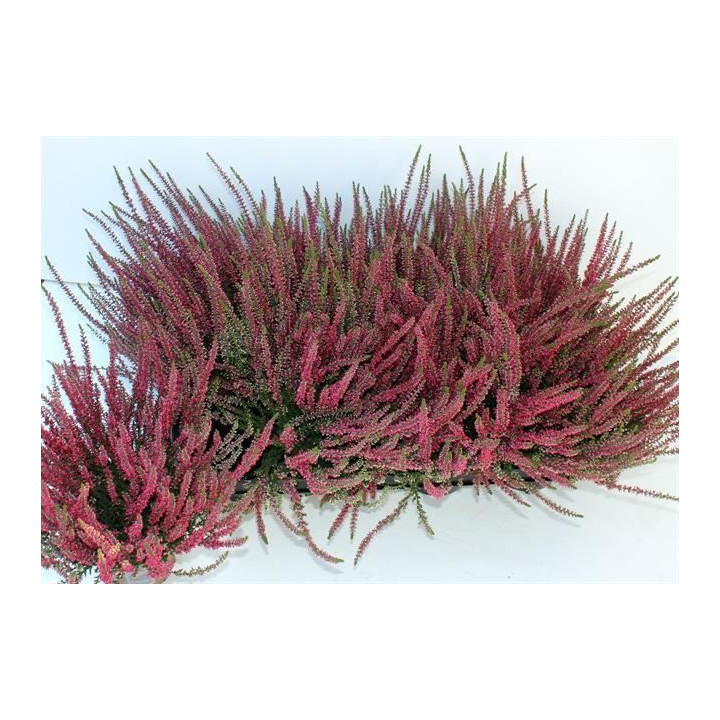 PL. CALLUNA GARDEN GIRLS ATHEN 25CM X81