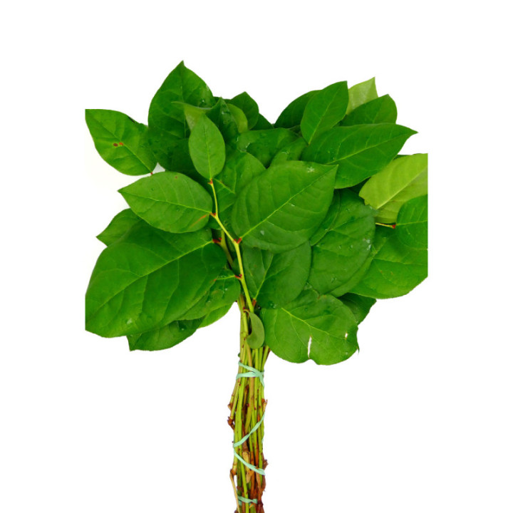 SALAL MINI1