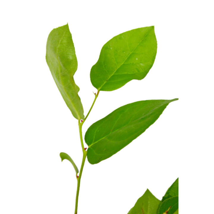 SALAL MINI3