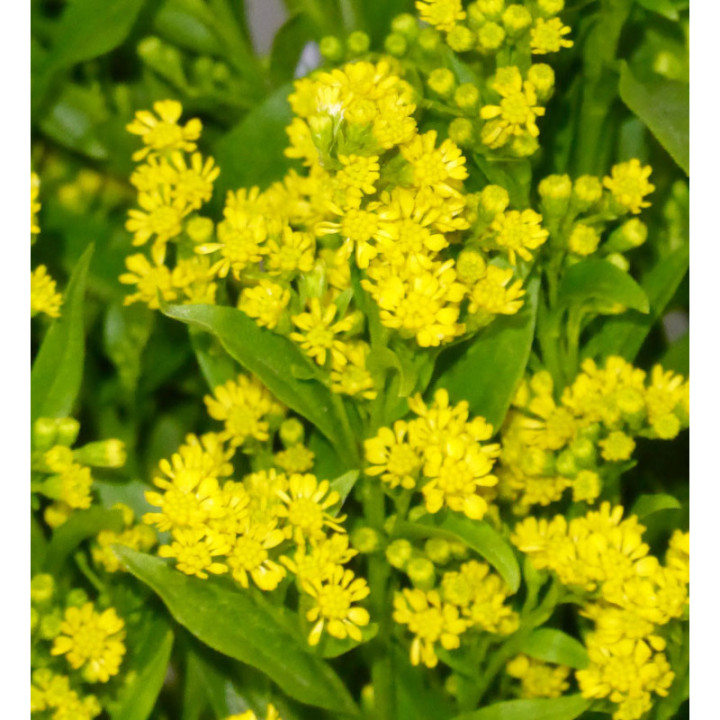 SOLIDAGO GOLDEN GLORY 703