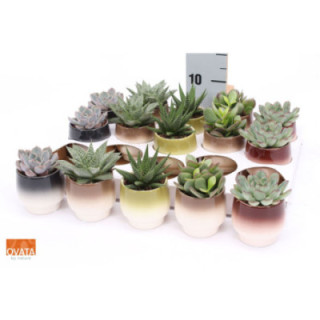 PL. SUCCULENTEN MIXTO 9CM X151