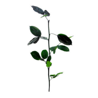 TALLO ROSA PRESERVADO 55CM1