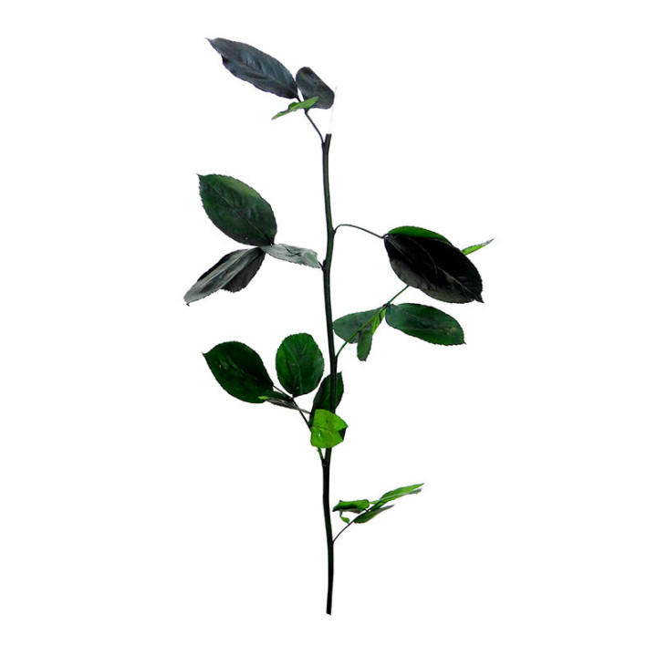 TALLO ROSA PRESERVADO 55CM1