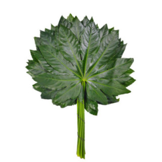 ARALIA 401