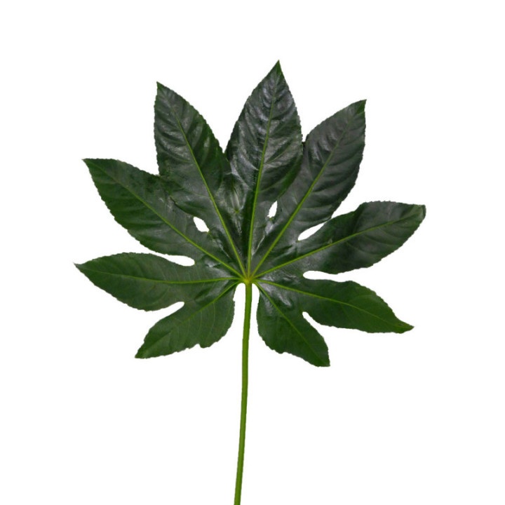 ARALIA 403
