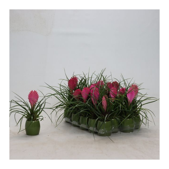 PL. TILLANDSIA ANITA 20CM X201