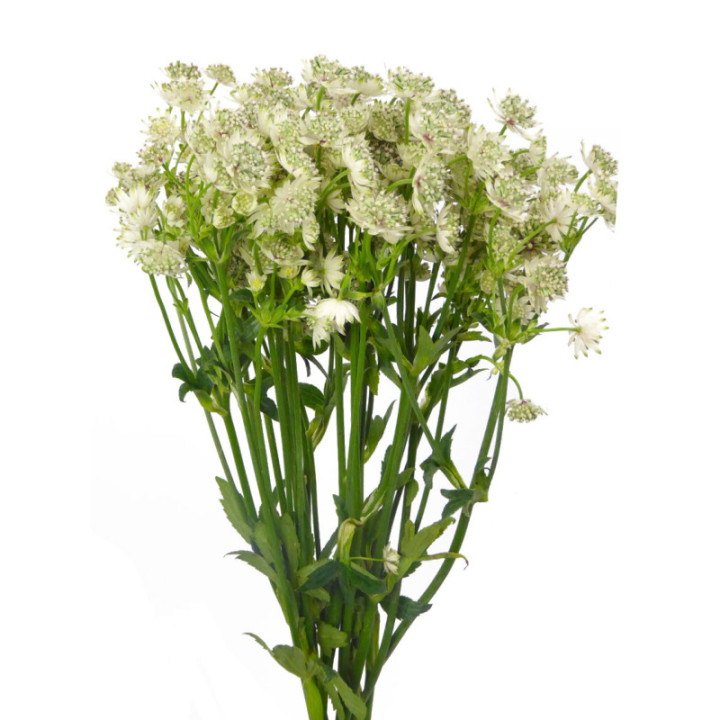 ASTRANTIA MILLION STAR 601