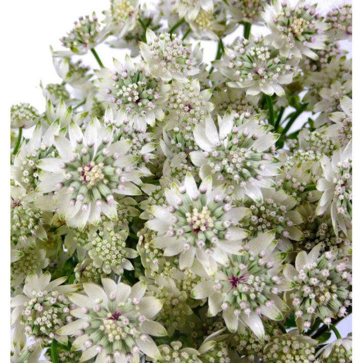 ASTRANTIA MILLION STAR 602