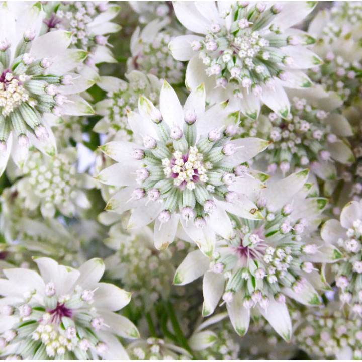 ASTRANTIA MILLION STAR 603
